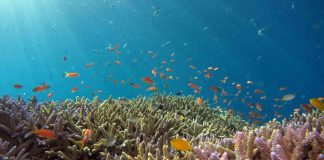 Sustentabilidade dos oceanos: 14 líderes mundiais comprometidos com gestão 100% sustentável sustentabilidade dos oceanos