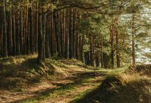 Limpeza florestal: Sapadores Florestais do Tâmega e Sousa limparam cerca de 250 hectares limpeza florestal
