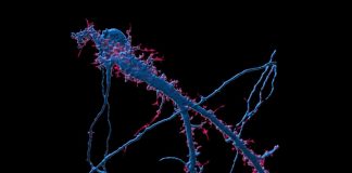Regulação do apetite: cientistas descobrem que recetor envolvido na função também controla a memória regulacao do apetite