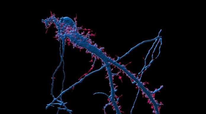 Regulação do apetite: cientistas descobrem que recetor envolvido na função também controla a memória regulacao do apetite