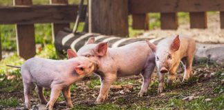 Suinicultura em Portugal está a reduzir o impacto ambiental suinicultura em portugal