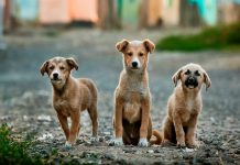 Sorgal Pet Food: Cifrão apadrinha campanha de ajuda animal sorgal pet food