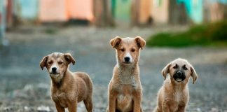Sorgal Pet Food: Cifrão apadrinha campanha de ajuda animal sorgal pet food