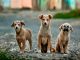 Sorgal Pet Food: Cifrão apadrinha campanha de ajuda animal sorgal pet food