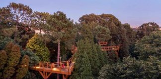 Treetop Walk de Serralves renova parceria com Ascendi treetop walk serralves