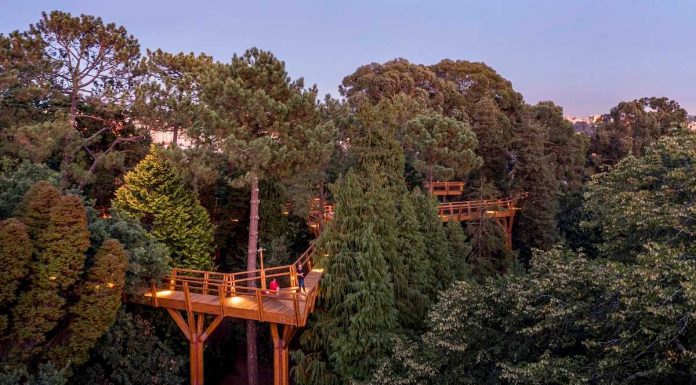 Treetop Walk de Serralves renova parceria com Ascendi treetop walk serralves