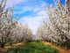 Turismo da fruta: RUDE promove Cova da Beira turismo da fruta