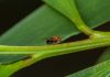 Acácia-de-espigas: cidadãos chamados a monitorizar uma das plantas invasoras mais problemáticas de Portugal acacia-de-espigas