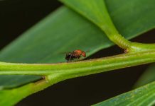 Acácia-de-espigas: cidadãos chamados a monitorizar uma das plantas invasoras mais problemáticas de Portugal acacia-de-espigas