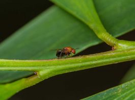 Acácia-de-espigas: cidadãos chamados a monitorizar uma das plantas invasoras mais problemáticas de Portugal acacia-de-espigas