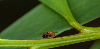 Acácia-de-espigas: cidadãos chamados a monitorizar uma das plantas invasoras mais problemáticas de Portugal acacia-de-espigas