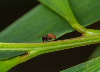 Acácia-de-espigas: cidadãos chamados a monitorizar uma das plantas invasoras mais problemáticas de Portugal acacia-de-espigas
