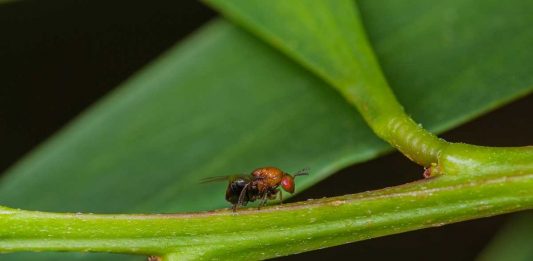 Acácia-de-espigas: cidadãos chamados a monitorizar uma das plantas invasoras mais problemáticas de Portugal acacia-de-espigas
