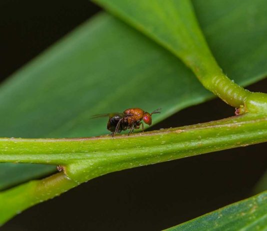Acácia-de-espigas: cidadãos chamados a monitorizar uma das plantas invasoras mais problemáticas de Portugal acacia-de-espigas