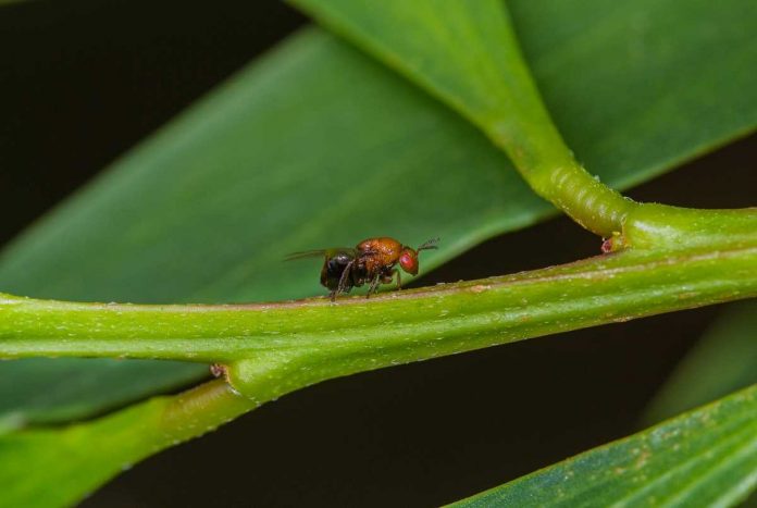 acacia-de-espigas acacia-de-espigas