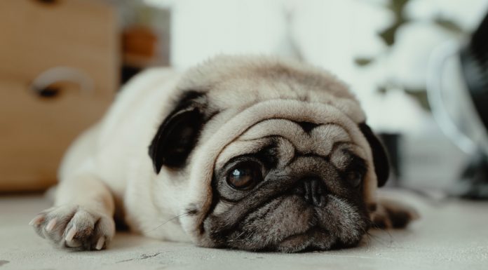 Sabe como acabar com as pulgas do seu animal de estimação? A Pmarché ajuda-o como acabar com as pulgas