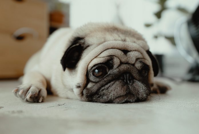 como acabar com as pulgas como acabar com as pulgas