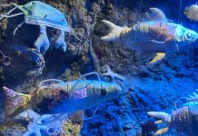 Dia Mundial da Tartaruga: SEA LIFE celebra o dia dando nova vida aos descartáveis COVID-19 dia internacional da tartaruga