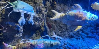 Dia Mundial da Tartaruga: SEA LIFE celebra o dia dando nova vida aos descartáveis COVID-19 dia internacional da tartaruga
