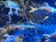 Dia Mundial da Tartaruga: SEA LIFE celebra o dia dando nova vida aos descartáveis COVID-19 dia internacional da tartaruga