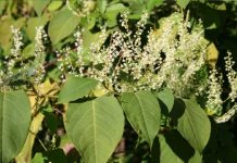 Fallopia japonica: CIM do Tâmega e Sousa integra grupo de trabalho para erradicar planta invasora fallopia japonica