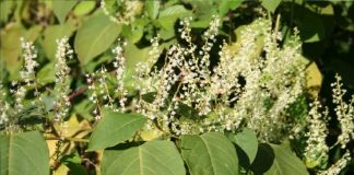 Fallopia japonica: CIM do Tâmega e Sousa integra grupo de trabalho para erradicar planta invasora fallopia japonica