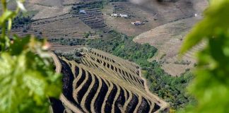 Quinta dos Muros Porto Vintage 2018 conquista medalha de ouro em Londres quinta dos muros