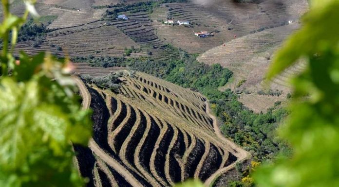 Quinta dos Muros Porto Vintage 2018 conquista medalha de ouro em Londres quinta dos muros