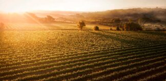 Vinhos do Dão alcançam recordes nas pontuações da Wine Advocate/Robert Parker vinhos do dao