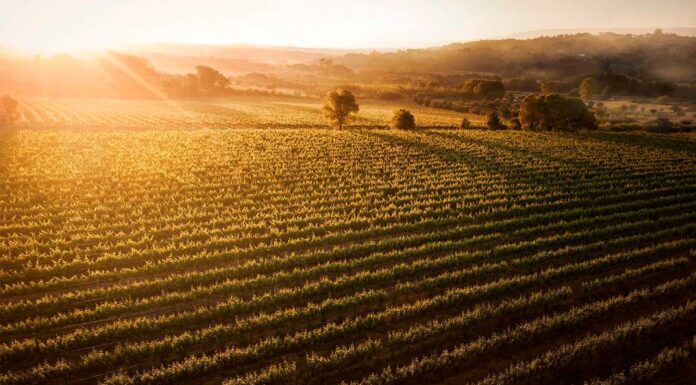 Vinhos do Dão alcançam recordes nas pontuações da Wine Advocate/Robert Parker vinhos do dao