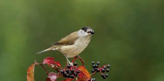 Aves migradoras podem não conseguir ajudar as plantas a fugir das alterações climáticas aves migradoras