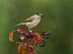 Aves migradoras podem não conseguir ajudar as plantas a fugir das alterações climáticas aves migradoras