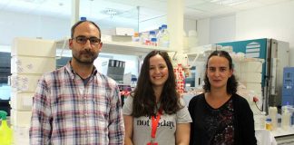 Bactéria Salmonella: cientistas descobrem novo mecanismo responsável pela disseminação da infeção bacteria salmonella cientistas