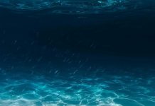Conservação dos oceanos: estudo internacional apresenta guia prático sobre como a IA pode reforçar a proteção dos ecossistemas marinhos conservacao dos oceanos