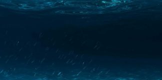Conservação dos oceanos: estudo internacional apresenta guia prático sobre como a IA pode reforçar a proteção dos ecossistemas marinhos conservacao dos oceanos
