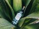 Mezcal Amarás chegou a Portugal mesmo a tempo do verão mezcal amaras