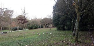 Espaços verdes urbanos: estudo revela a biodiversidade escondida espacos verdes urbanos