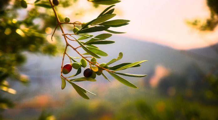 Melhor Azeite da Região Demarcada do Douro é produzido na Quinta da Pacheca melhor azeite da região demarcada do douro