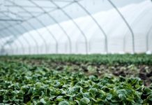 Pequenos investimentos na exploração agrícola: concurso de apoios volta a abrir no Algarve pequenos investimentos na exploracao agricola