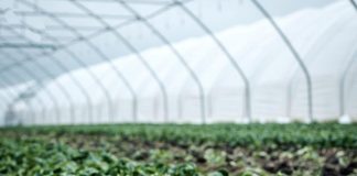 Pequenos investimentos na exploração agrícola: concurso de apoios volta a abrir no Algarve pequenos investimentos na exploracao agricola