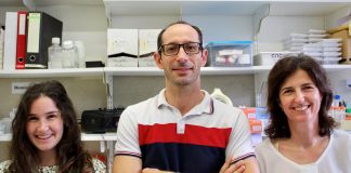 Stress crónico no cérebro: UC com meio milhão de euros para estudar efeitos stress cronico cientistas