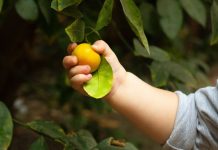 Alimentação saudável infantil: APCOI prepara app de realidade aumentada alimentação saudável infantil