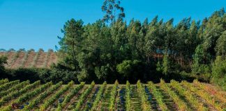 Quinta do Ortigão adquirida pelo Grupo ‘Terras & Terroir’ quinta do ortigao