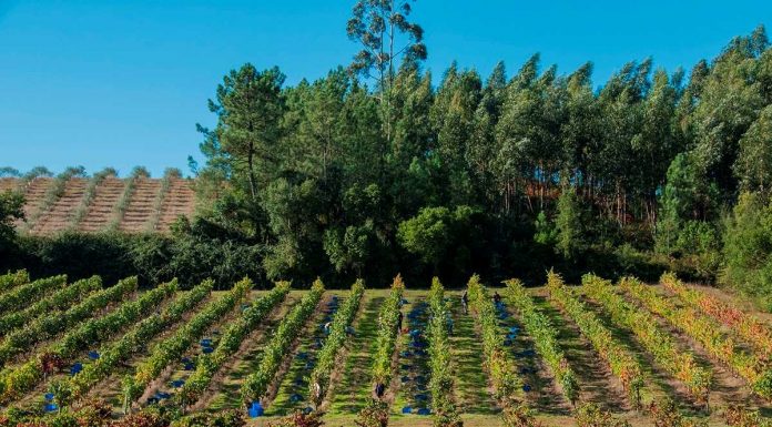 Quinta do Ortigão adquirida pelo Grupo ‘Terras & Terroir’ quinta do ortigao