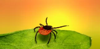 Febre da carraça: bactéria responsável estudada por cientistas da UC febre da carraça
