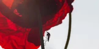 Investigadores desenvolvem produtos inovadores para controlo do mosquito que transmite Dengue mosquito que transmite dengue