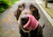 Bem-estar animal: município de Lamego com novo plano bem estar animal