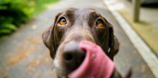 Bem-estar animal: município de Lamego com novo plano bem estar animal