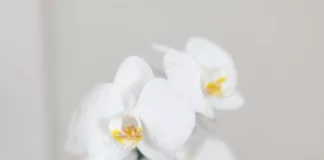 Como desejar um feliz Dia da Mãe? como desejar um feliz dia da mãe
