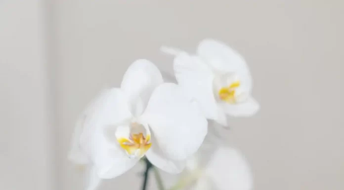Como desejar um feliz Dia da Mãe? como desejar um feliz dia da mãe
